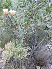 Protea laurifolia