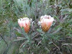 Protea laurifolia