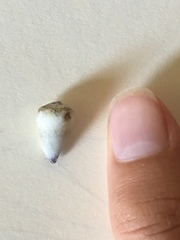 Conus nanus