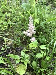 Astilbe