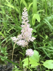 Astilbe