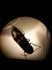 Selatosomus suckleyi