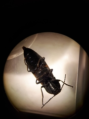 Selatosomus suckleyi