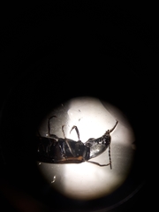 Selatosomus suckleyi