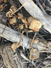 Mycena overholtsii