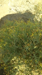 Hypericum triquetrifolium