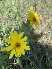 Helianthella