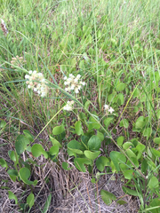 Asclepias linearis