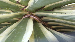 Copeoglossum nigropunctatum