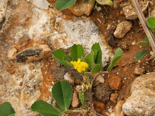 bur clover