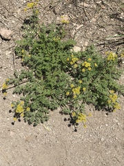 Lomatium dissectum