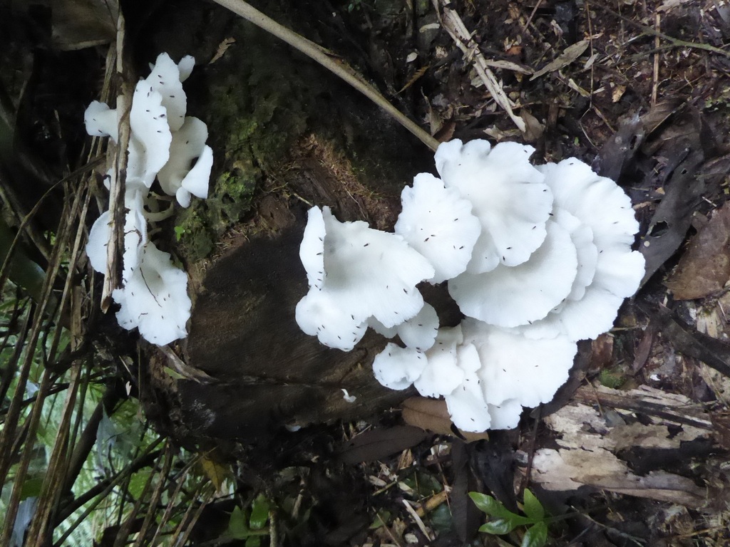 Pleurotus albidus