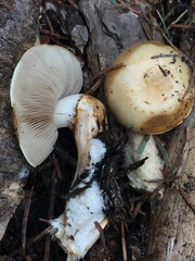 Pholiota olivaceophylla