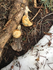 Pholiota olivaceophylla