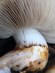 Pholiota olivaceophylla