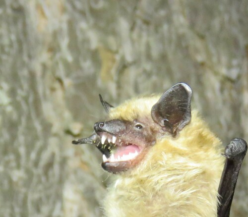 Meridional Serotine
