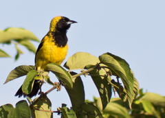 Black-Cowled Oriole photo 2