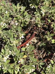 Arctostaphylos nevadensis