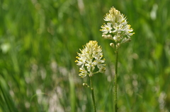 Toxicoscordion venenosum