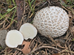 Lycoperdon subcretaceum