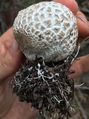 Lycoperdon subcretaceum