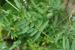 Vicia biennis