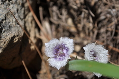 Calochortus coeruleus