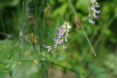 Vicia biennis