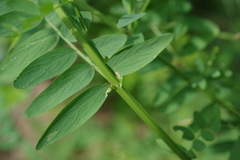Vicia biennis