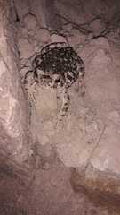 Incilius occidentalis