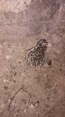 Incilius occidentalis