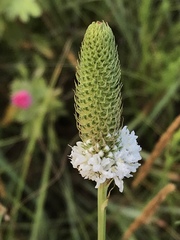Dalea candida