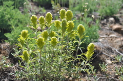 Castilleja arachnoidea