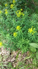 Euphorbia semivillosa