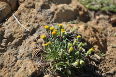 Erigeron bloomeri