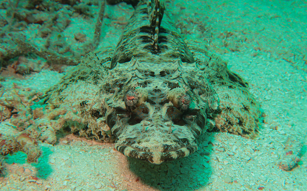 Crocodile fish