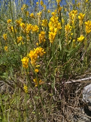 Genista sagittalis
