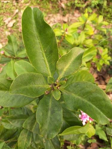 Image of Pereskia grandifolia by (c) Wendrio S. de Melo, some rights reserved (CC BY)