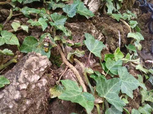 Sesia apiformis