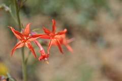 Ipomopsis aggregata aggregata