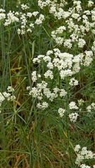 Galium glaucum