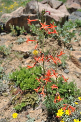 Ipomopsis aggregata aggregata