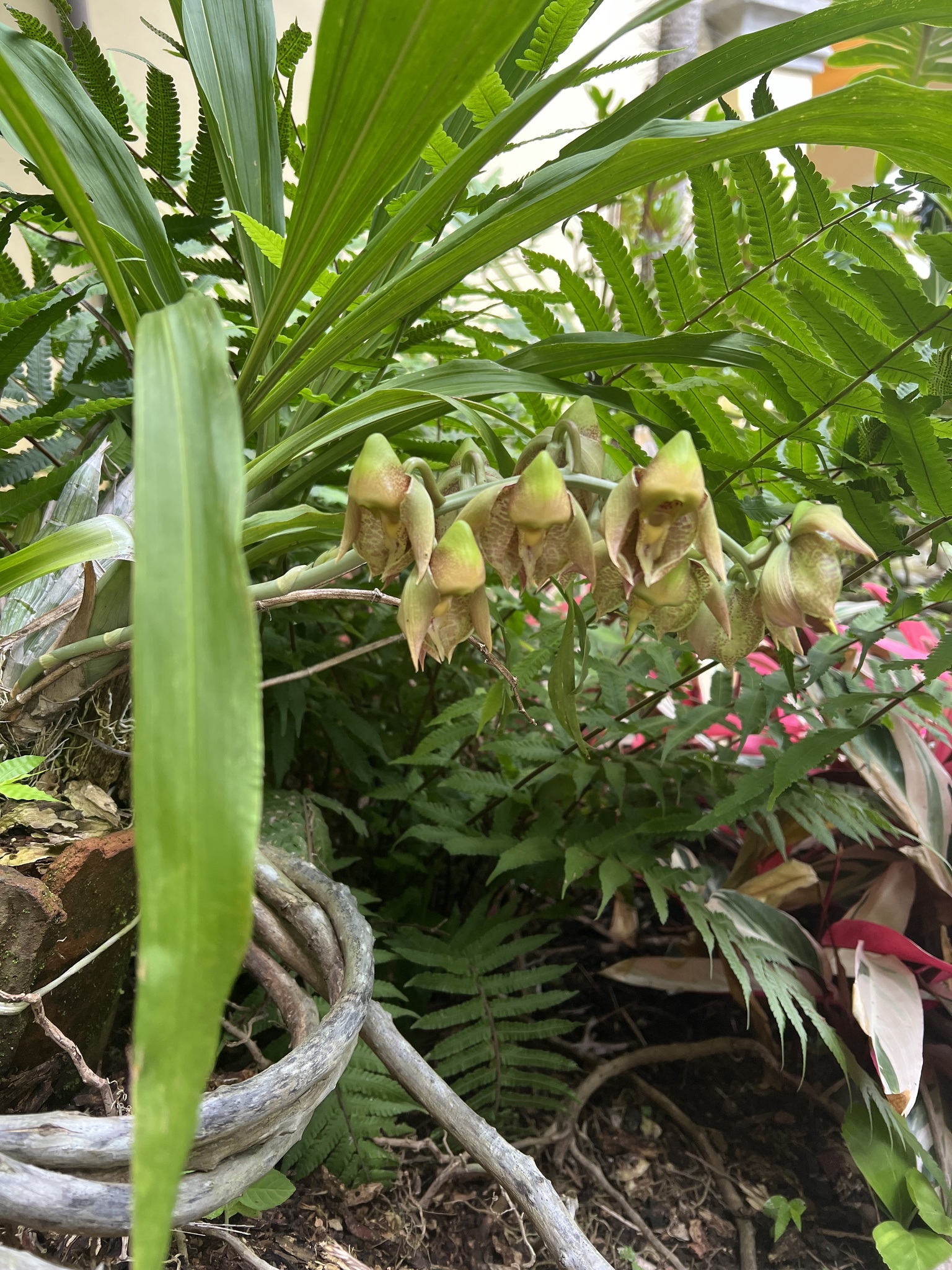 Imagem de Orquídea-cara-de-macaco