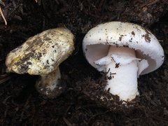 Agaricus moronii