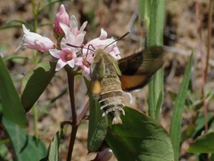 Proserpinus clarkiae