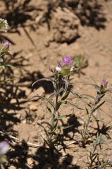 Orthocarpus cuspidatus