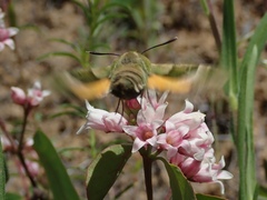 Proserpinus clarkiae