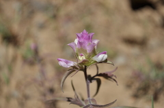 Orthocarpus cuspidatus