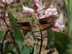 Proserpinus clarkiae