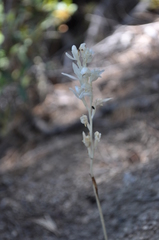 Cephalanthera austiniae